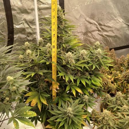 First w/ Fast Buds-Lemon Cherry Cookies