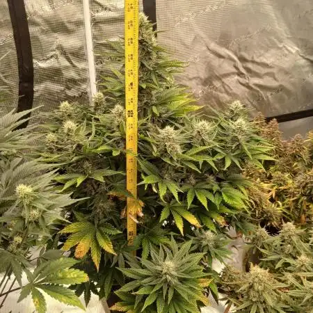 First w/ Fast Buds-Lemon Cherry Cookies