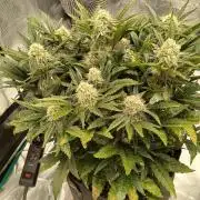 Sundae Thumper - Mephisto