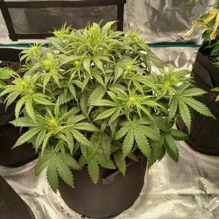First time w/ Fast Buds (Z-Up)
