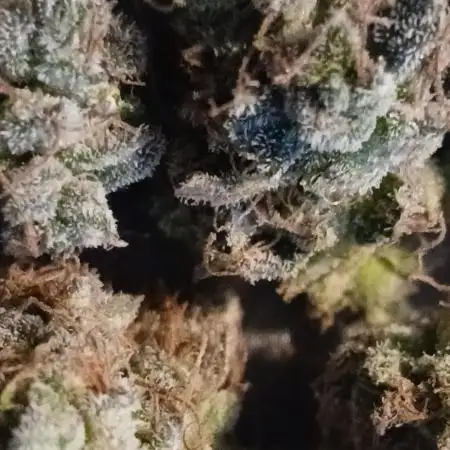 First time w/ Mephisto (Mephisto's Wedding)