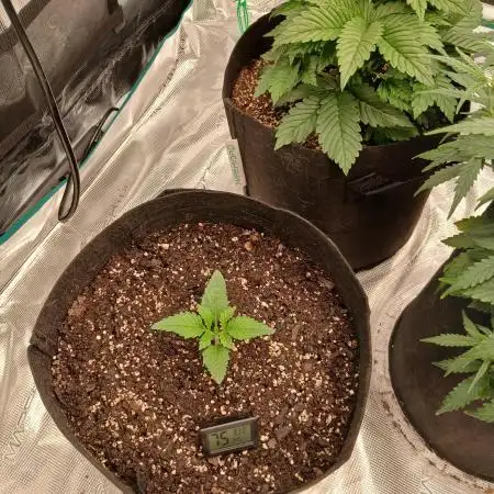First time w/ Fast Buds - Frostbanger