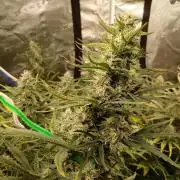 Forum Stomper x Grapewalker Kush-FREEBIE