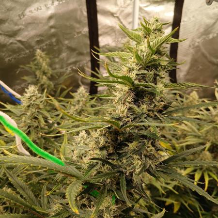 Forum Stomper x Grapewalker Kush-FREEBIE