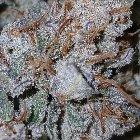 First time w/ Mephisto (Double Grape)
