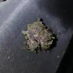 First w/ Fast Buds-Lemon Cherry Cookies