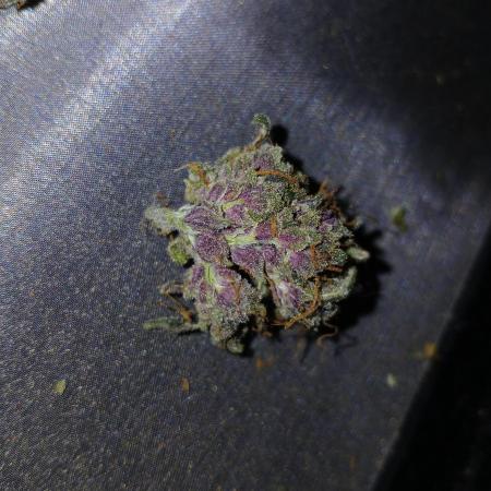 First w/ Fast Buds-Lemon Cherry Cookies