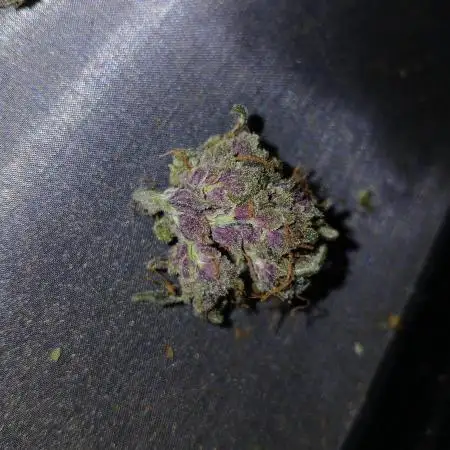 First w/ Fast Buds-Lemon Cherry Cookies