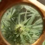 Moby Dick Indoor Closet ( First time grow)