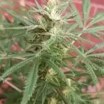 Moby Dick Indoor Closet ( First time grow)