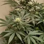 Moby Dick Indoor Closet ( First time grow)
