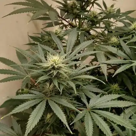 Moby Dick Indoor Closet ( First time grow)