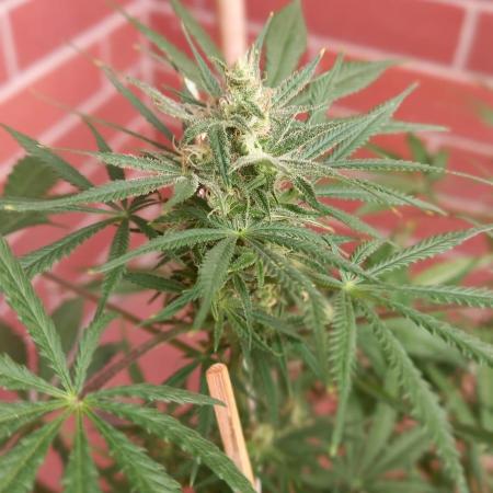 Moby Dick Indoor Closet ( First time grow)