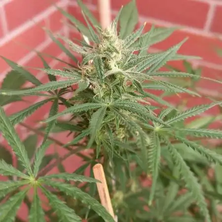 Moby Dick Indoor Closet ( First time grow)