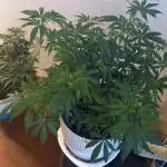 Moby Dick Indoor Closet ( First time grow)