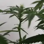 Moby Dick Indoor Closet ( First time grow)