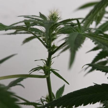 Moby Dick Indoor Closet ( First time grow)