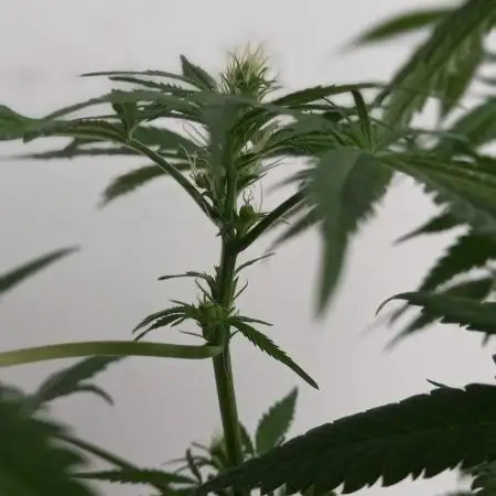 Moby Dick Indoor Closet ( First time grow)