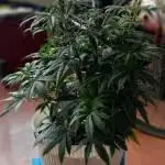 Moby Dick Indoor Closet ( First time grow)