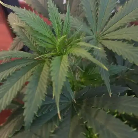 Moby Dick Indoor Closet ( First time grow)