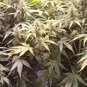 2° ronda con anesia seeds