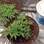 2° ronda con anesia seeds