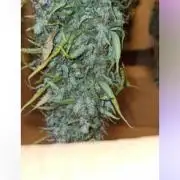 2° ronda con anesia seeds