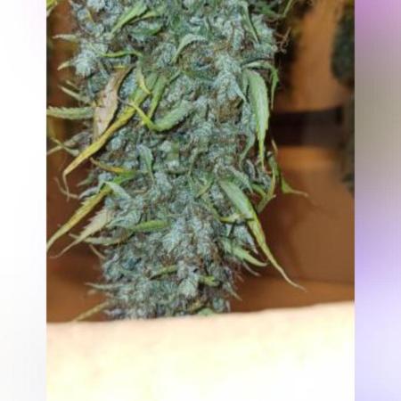 2° ronda con anesia seeds