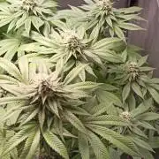 Los Michi jardineros están de vuelta