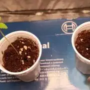 Los Michi jardineros están de vuelta