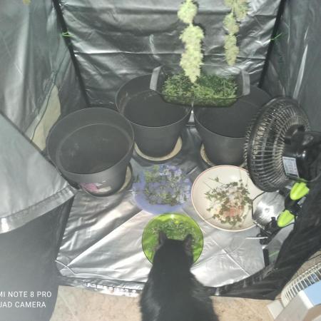 Primer cultivo con led y poda apical