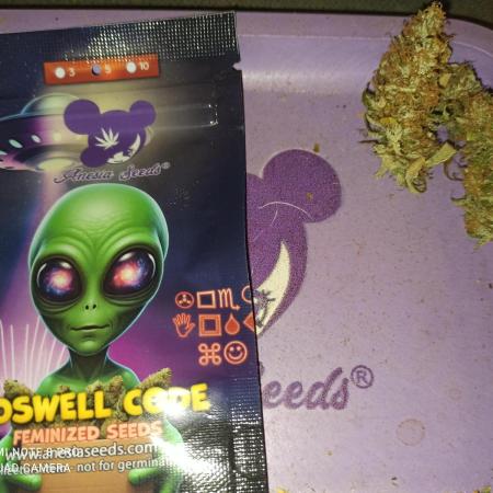 Los Michi jardineros están de vuelta