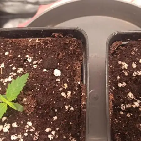 2° ronda con anesia seeds