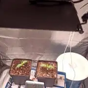 Los Michi jardineros están de vuelta