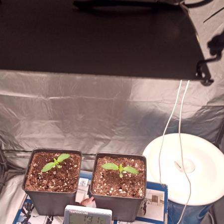 Los Michi jardineros están de vuelta