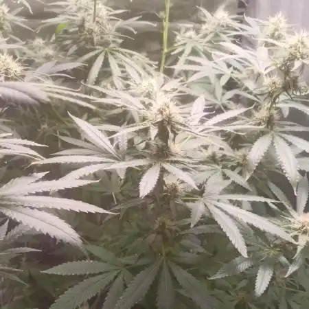 Primer cultivo con led y poda apical