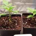2° ronda con anesia seeds