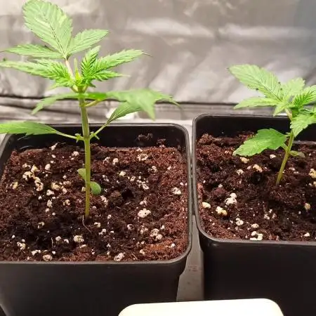 2° ronda con anesia seeds
