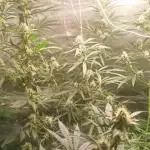 Primer cultivo con led y poda apical