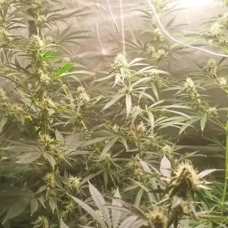 Primer cultivo con led y poda apical