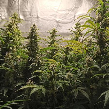 2° ronda con anesia seeds