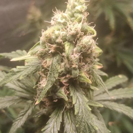 Primer cultivo con led y poda apical