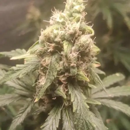 Primer cultivo con led y poda apical