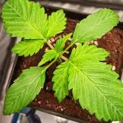 Los Michi jardineros están de vuelta