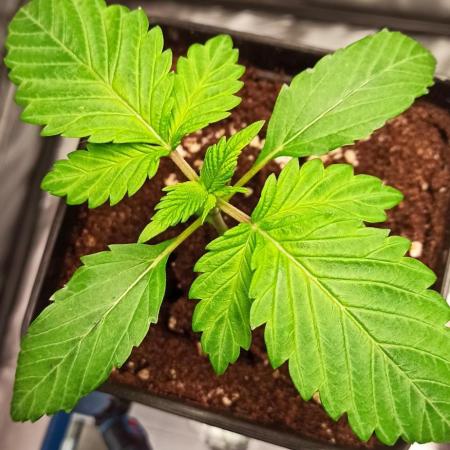 Los Michi jardineros están de vuelta