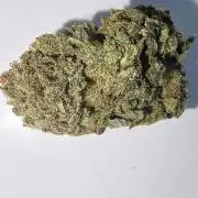 Francos Lemon Cheese Steckling