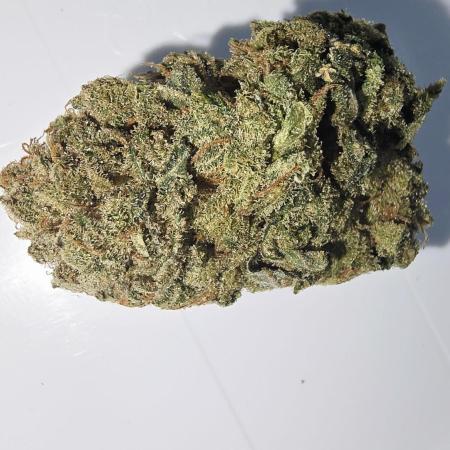 Francos Lemon Cheese Steckling