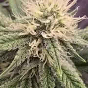 Lockdown Kush