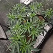 Ice Cream Cake - SeedJunkyGenetics