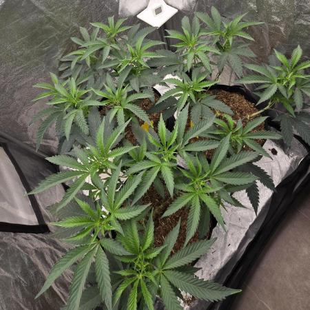 Ice Cream Cake - SeedJunkyGenetics